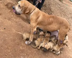 0-1 month Male Purebred Boerboel