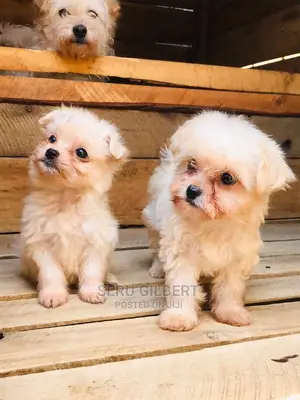0-1 month Male Purebred Maltese