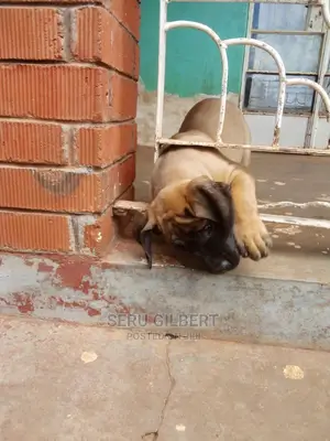 1-3 months Male Purebred Boerboel