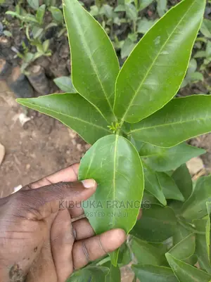 Pixie Orange Seedlings for Sale