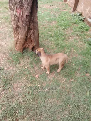 3-6 months Male Purebred Boerboel