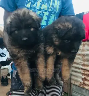 1-3 months Female Purebred German Shepherd