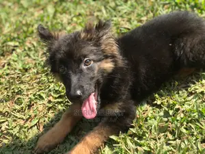 1-3 months Male Purebred German Shepherd