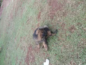0-1 month Male Purebred German Shepherd