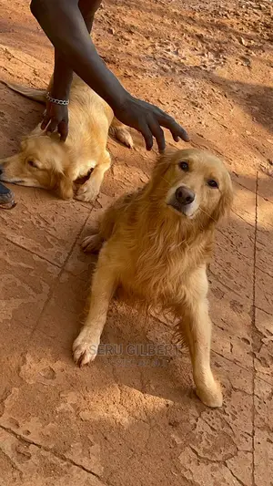 3-6 months Male Purebred Golden Retriever