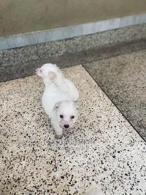 3-6 months Male Purebred Maltese