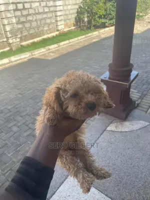 3-6 months Male Purebred Maltese