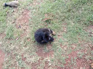 1-3 months Male Purebred German Shepherd