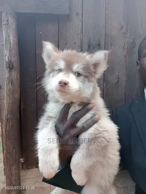 1-3 months Male Purebred Siberian Husky
