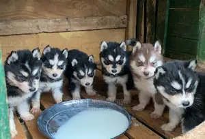 0-1 month Male Purebred Siberian Husky