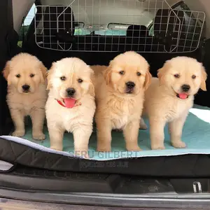 1-3 months Male Purebred Golden Retriever