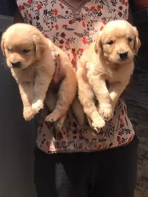 3-6 months Male Purebred Golden Retriever