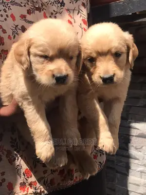 1-3 months Male Purebred Golden Retriever