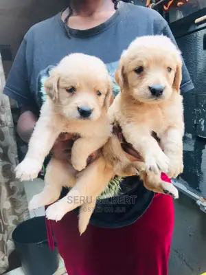 1-3 months Male Purebred Golden Retriever