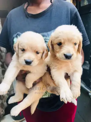 0-1 month Male Purebred Golden Retriever