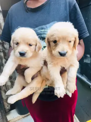 1-3 months Male Purebred Golden Retriever