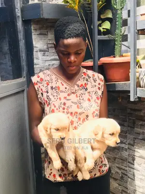 0-1 month Male Purebred Golden Retriever