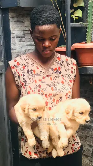 1-3 months Male Purebred Golden Retriever