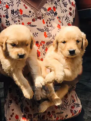 1-3 months Male Purebred Golden Retriever