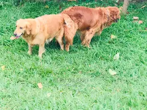 3-6 months Male Purebred Golden Retriever
