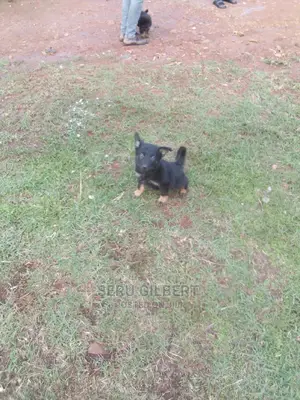3-6 months Male Purebred German Shepherd