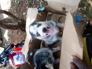 0-1 month Male Purebred Siberian Husky