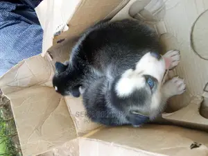 0-1 month Male Purebred Siberian Husky