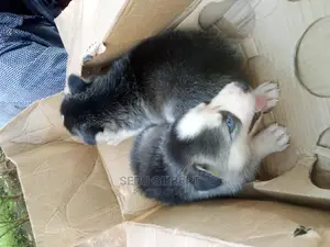 1-3 months Female Purebred Siberian Husky