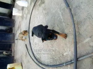 1-3 months Male Purebred Rottweiler