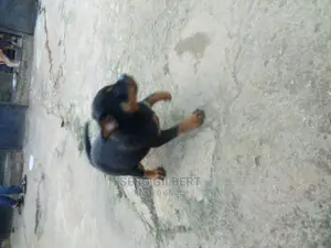 1-3 months Male Purebred Rottweiler