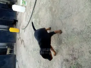 1-3 months Male Purebred Rottweiler