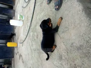 3-6 months Male Purebred Rottweiler
