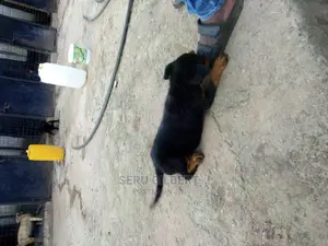 3-6 months Female Purebred Rottweiler