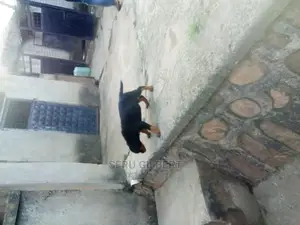 0-1 month Male Purebred Rottweiler