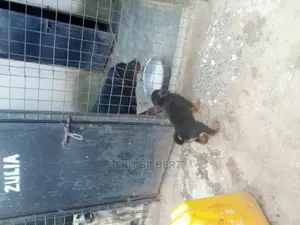1-3 months Male Purebred Rottweiler