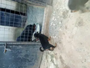 1-3 months Male Purebred Rottweiler