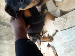 3-6 months Male Purebred Rottweiler