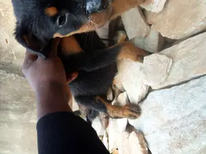 1-3 months Male Purebred Rottweiler