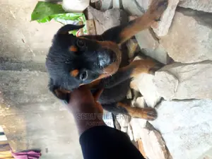 1-3 months Male Purebred Rottweiler