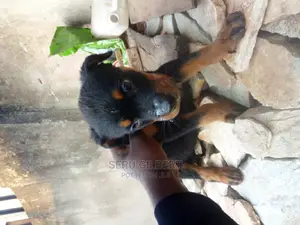3-6 months Male Purebred Rottweiler