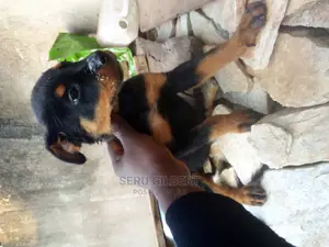 1-3 months Male Purebred Rottweiler