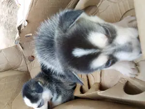 0-1 month Male Purebred Siberian Husky