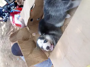 3-6 months Male Purebred Siberian Husky