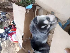 1-3 months Male Purebred Siberian Husky