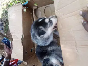 1-3 months Male Purebred Siberian Husky