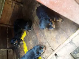 0-1 month Male Purebred Rottweiler