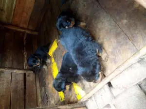 3-6 months Male Purebred Rottweiler