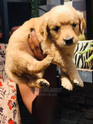 1-3 months Male Purebred Golden Retriever