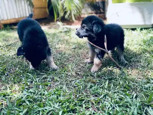 0-1 month Female Purebred German Shepherd