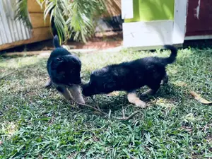 1-3 months Male Purebred German Shepherd